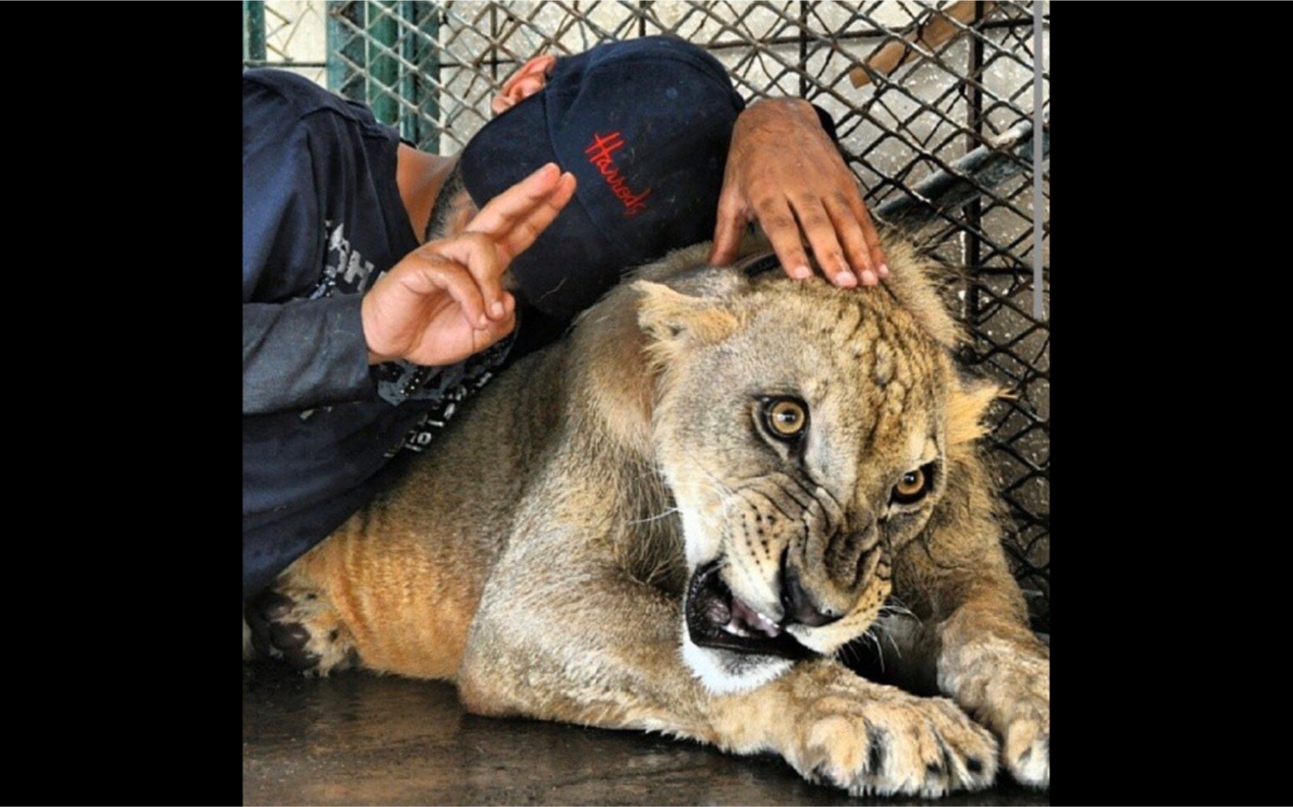 猛狮,猛狮科技最新消息 猛狮,猛狮科技最新消息